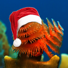 Christmas Underwater HD biểu tượng