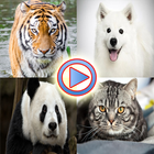 Wild Animals Videos ไอคอน