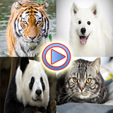 Wild Animals Videos icône