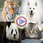 Wild Animals Videos icon