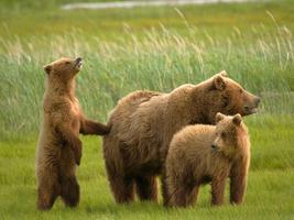 Cute Bears Affiche