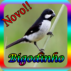 Canto De Bigodinho New ikona
