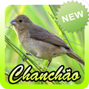 Canto De Chanchão Preto Offline APK