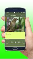 Canto De Chanchão Preto Offline ảnh chụp màn hình 2