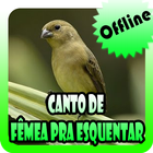 Canto de Fêmea pra Esquentar icon