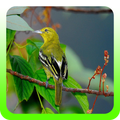 Kicau Burung Sirtu Terbaru HD
