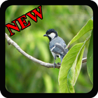 Suara Burung Gelatik Batu New Offline icône
