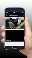 Suara Burung Gelatik Batu New Offline capture d'écran 3