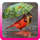 Tips perawatan burung pada musim hujan ไอคอน