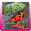 Tips perawatan burung pada musim hujan-APK