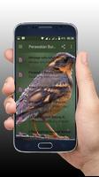 Tips perawatan burung pada musim hujan ảnh chụp màn hình 1