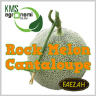 KMS Agro Rock Melon Cantaloupe icon