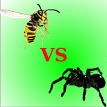 Spider Vs Wasps