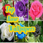 Top Rose Wallpapers icono