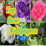 Top Rose Wallpapers أيقونة