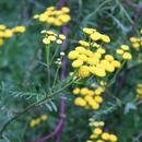 Colorful tansy aplikacja