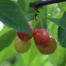 Cherry ripe APK