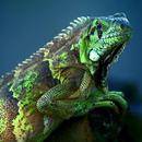 Cute chameleon APK