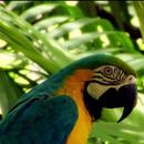 Cute varicoloured parrot APK