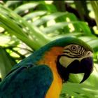 Cute varicoloured parrot icône