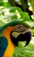 Cute varicoloured parrot Affiche