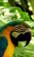 Cute varicoloured parrot capture d'écran 2