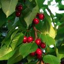 Amazing branch of sweet cherry APK