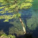Amazing emerald morning APK