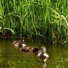 Adorable ducklings أيقونة