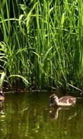 Adorable ducklings poster