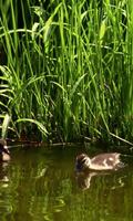 Adorable ducklings ảnh chụp màn hình 1