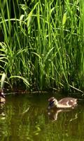 Adorable ducklings اسکرین شاٹ 2