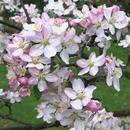 Apple blossoming branch APK