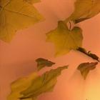 Autumn pastel light ikona