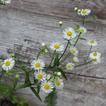A wild flower