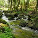 Beautiful brook in greenery APK