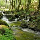 Beautiful brook in greenery-icoon