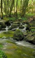Beautiful brook in greenery Cartaz