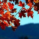 APK Beautiful colors of autumn