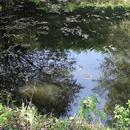 APK Beautiful autumn pond