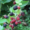 Beautiful blackberry branch APK