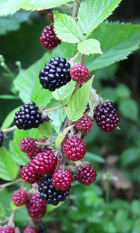 Beautiful Blackberry Branch For Android Apk Download - blackberry roblox download