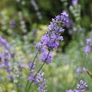 Beautiful blooming lavender APK
