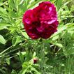 Beautiful blooming peony