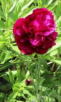 Beautiful blooming peony पोस्टर