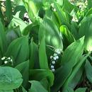 Beautiful blossoming lilies-APK