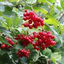Beautiful branch of viburnum aplikacja