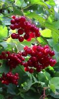 Beautiful branch of viburnum poster