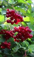 Beautiful branch of viburnum syot layar 1