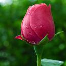 Hermosas capullos de rosa APK